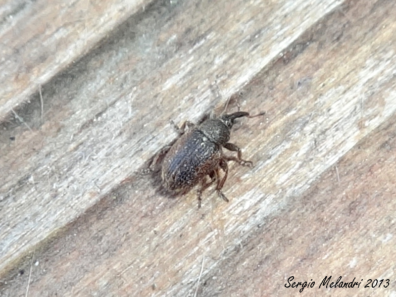 Gymnetron sp. - Curculionidae